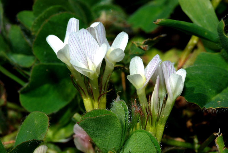 Trifolium subterraneum e Diantus cfr.carthusianorum